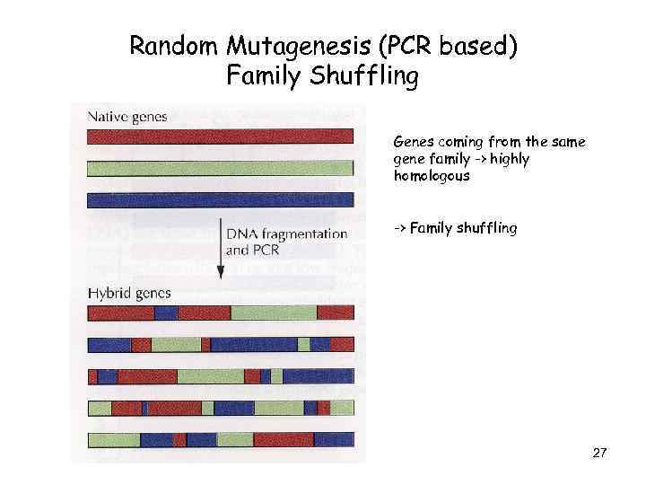 Random Mutagenesis (PCR based) Family Shuffling Genes coming from the same gene family ->