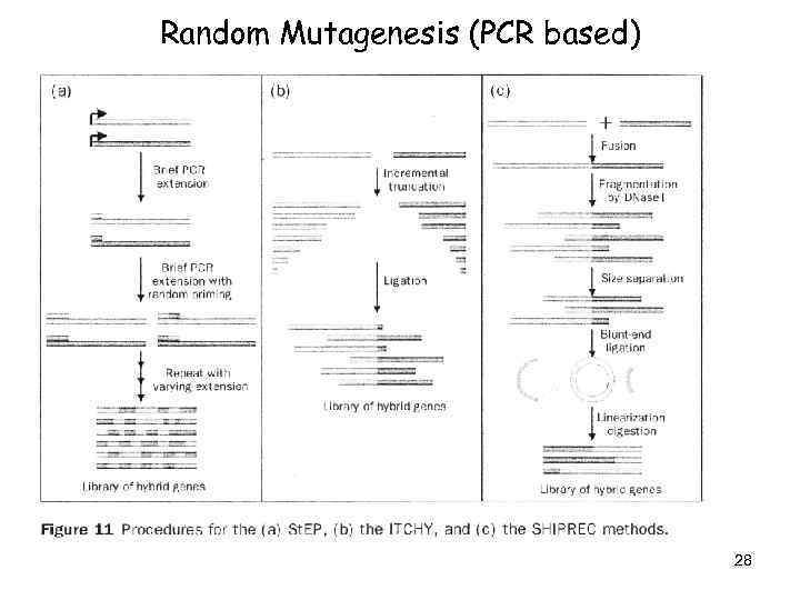 Random Mutagenesis (PCR based) 28 