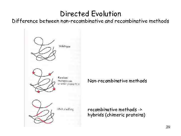 Directed Evolution Difference between non-recombinative and recombinative methods Non-recombinative methods -> hybrids (chimeric proteins)