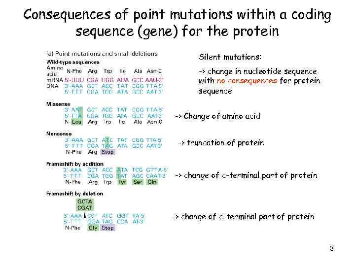 Consequences of point mutations within a coding sequence (gene) for the protein Silent mutations: