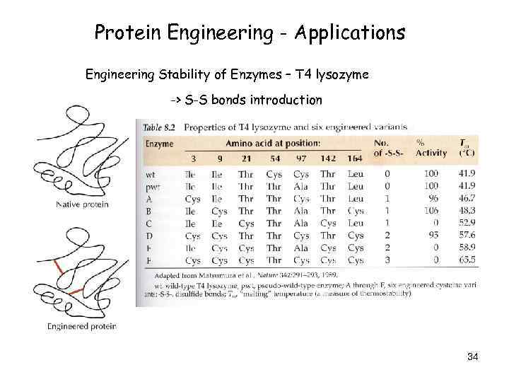 Protein Engineering - Applications Engineering Stability of Enzymes – T 4 lysozyme -> S-S