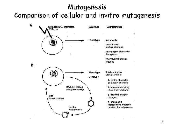 Mutagenesis Comparison of cellular and invitro mutagenesis 4 