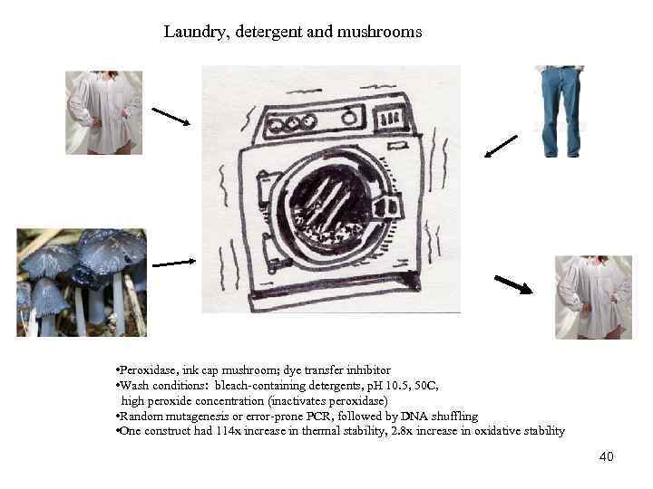 Laundry, detergent and mushrooms • Peroxidase, ink cap mushroom; dye transfer inhibitor • Wash