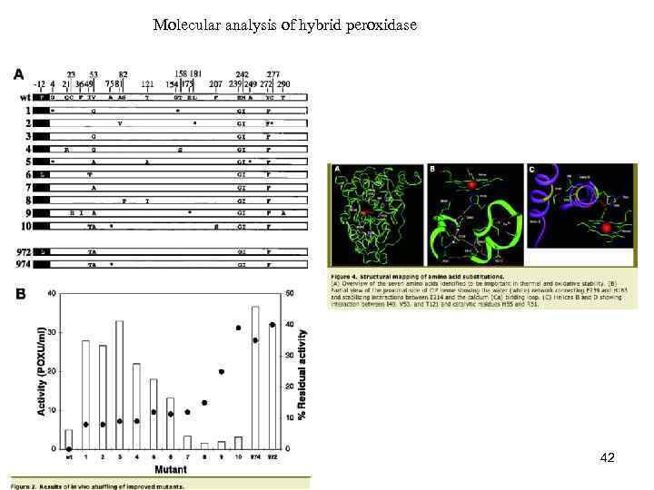 Molecular analysis of hybrid peroxidase 42 