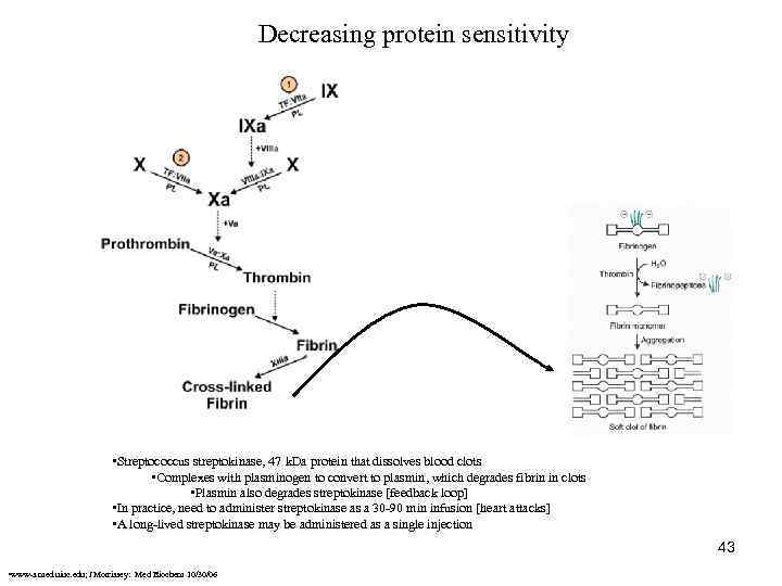 Decreasing protein sensitivity • Streptococcus streptokinase, 47 k. Da protein that dissolves blood clots