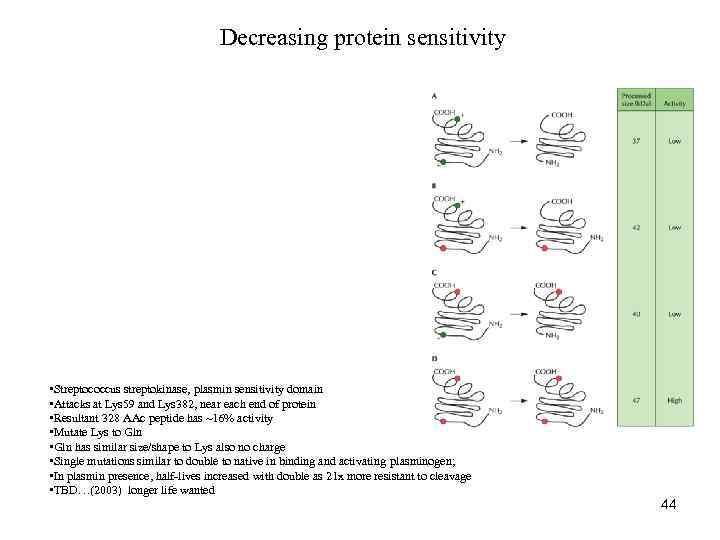 Decreasing protein sensitivity • Streptococcus streptokinase, plasmin sensitivity domain • Attacks at Lys 59