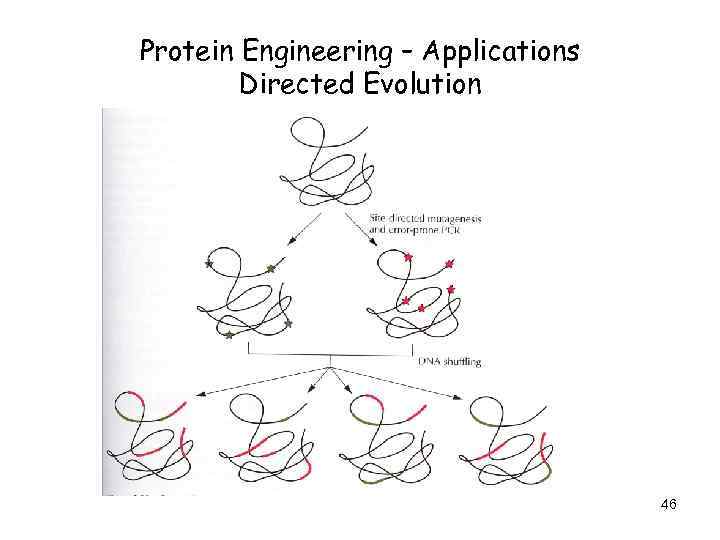 Protein Engineering – Applications Directed Evolution 46 