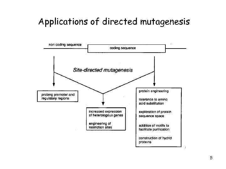 Applications of directed mutagenesis 5 