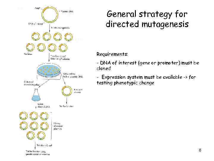 General strategy for directed mutagenesis Requirements: - DNA of interest (gene or promoter) must