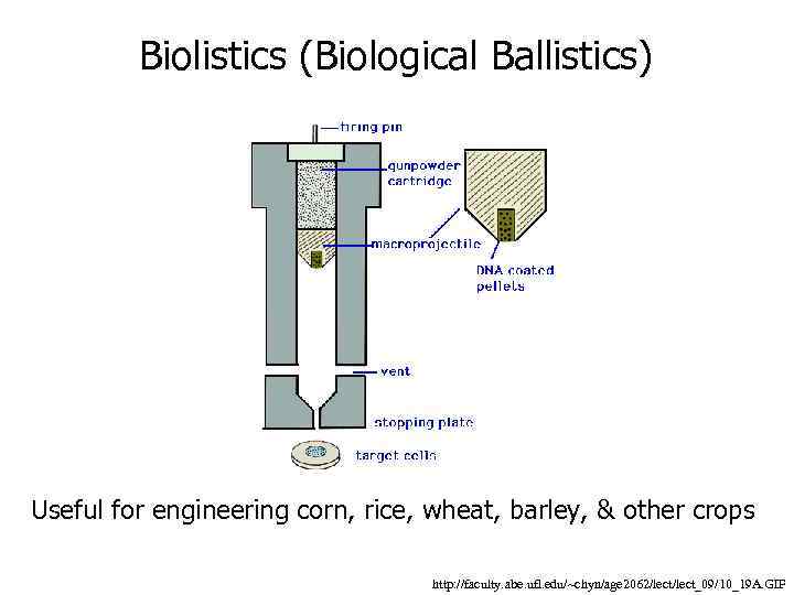 Biolistics (Biological Ballistics) Useful for engineering corn, rice, wheat, barley, & other crops http: