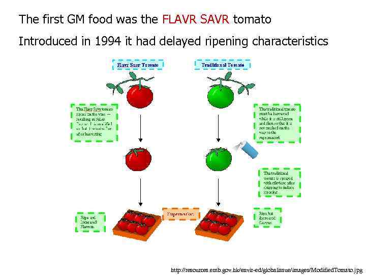 The first GM food was the FLAVR SAVR tomato Introduced in 1994 it had