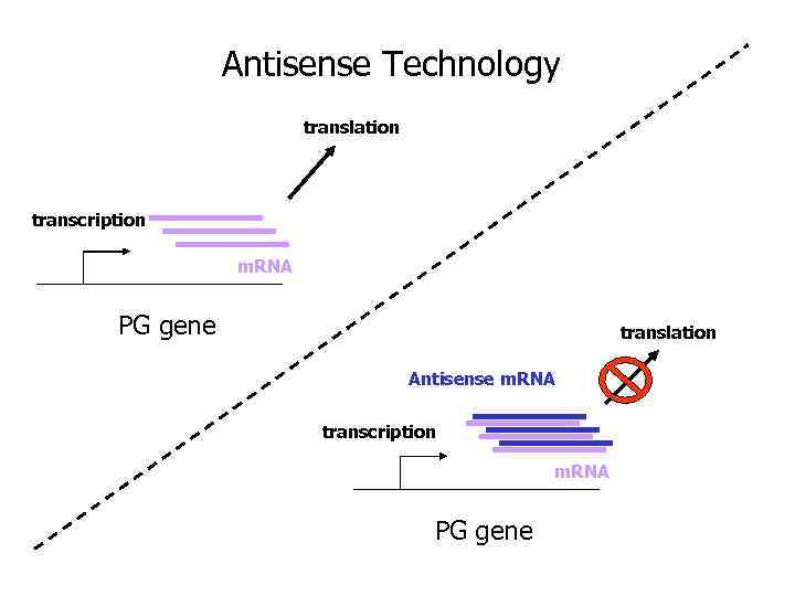 Antisense Technology translation transcription m. RNA PG gene translation Antisense m. RNA transcription m.