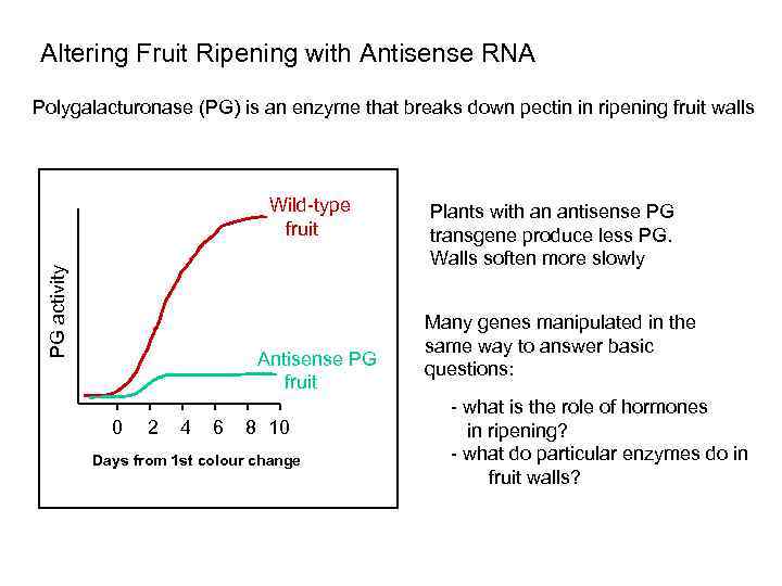 Altering Fruit Ripening with Antisense RNA Polygalacturonase (PG) is an enzyme that breaks down