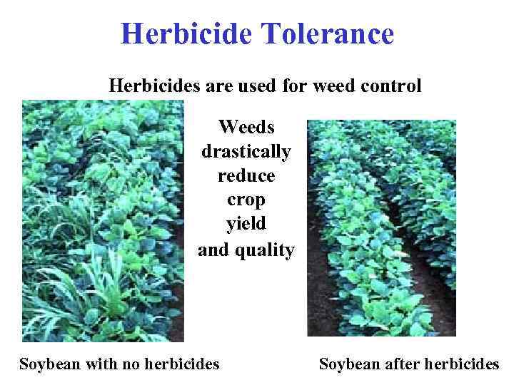 Herbicide Tolerance Herbicides are used for weed control Weeds drastically reduce crop yield and