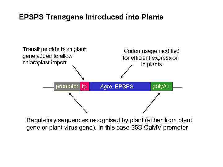 EPSPS Transgene Introduced into Plants Transit peptide from plant gene added to allow chloroplast