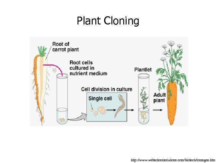 Plant Cloning http: //www. webschoolsolutions. com/biotech/transgen. htm 