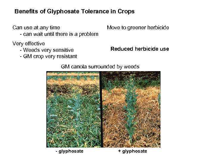 Benefits of Glyphosate Tolerance in Crops Can use at any time - can wait