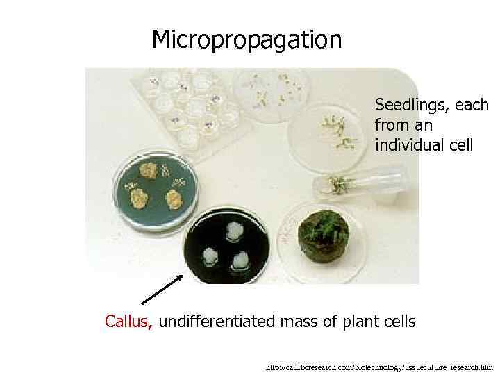  Micropropagation Seedlings, each from an individual cell Callus, undifferentiated mass of plant cells