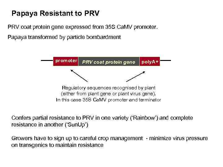 Papaya Resistant to PRV coat protein gene expressed from 35 S Ca. MV promoter.