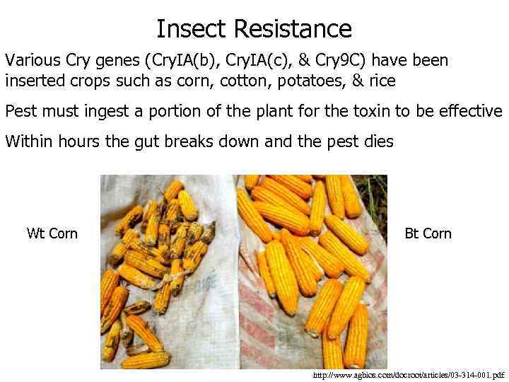 Insect Resistance Various Cry genes (Cry. IA(b), Cry. IA(c), & Cry 9 C) have