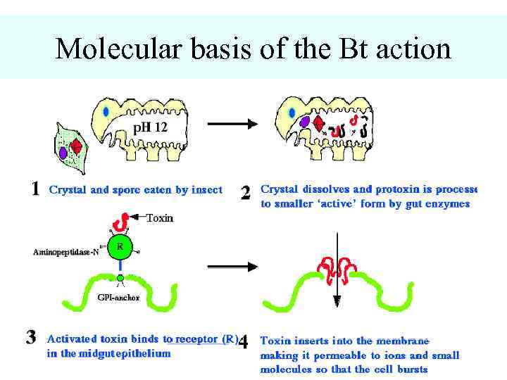 Molecular basis of the Bt action 