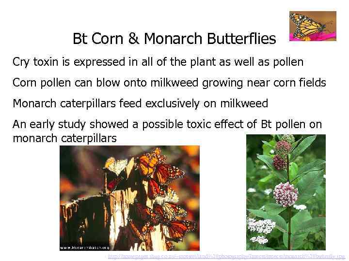 Bt Corn & Monarch Butterflies Cry toxin is expressed in all of the plant