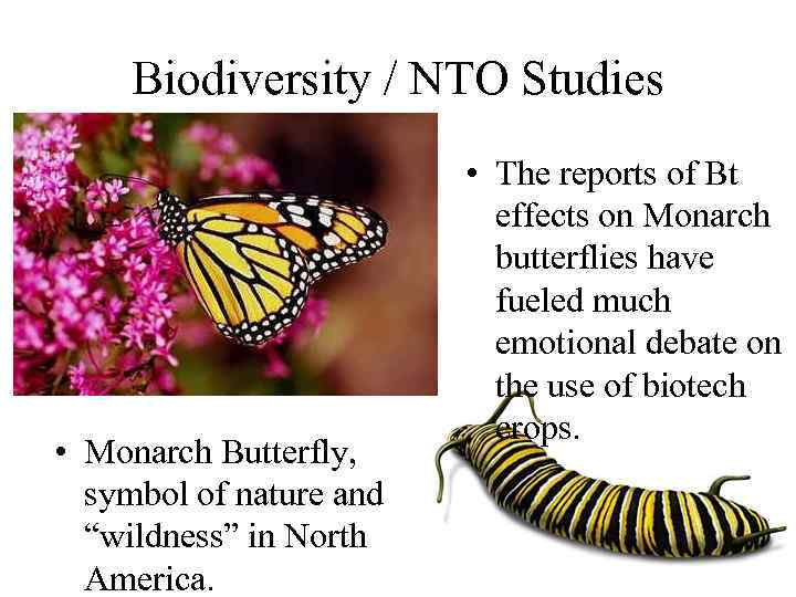 Biodiversity / NTO Studies • Monarch Butterfly, symbol of nature and “wildness” in North