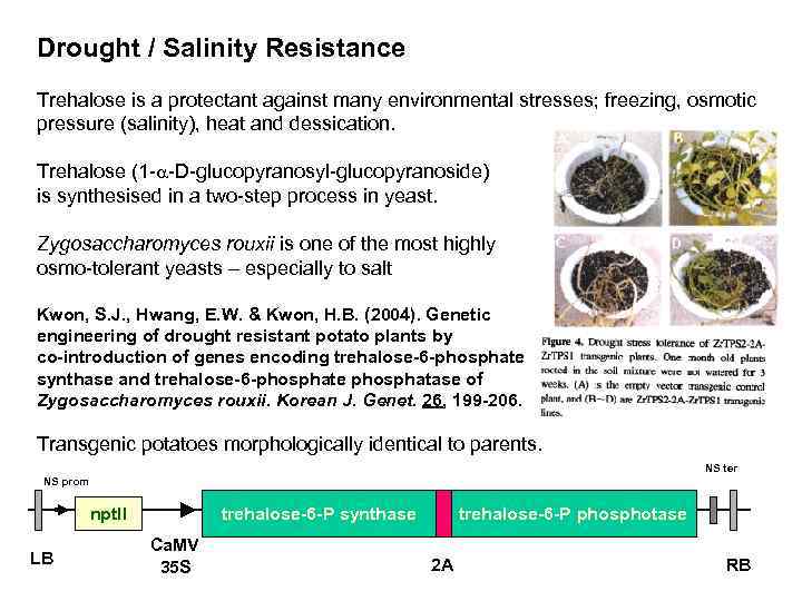 Drought / Salinity Resistance Trehalose is a protectant against many environmental stresses; freezing, osmotic