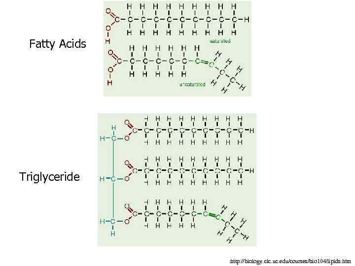 Fatty Acids Triglyceride http: //biology. clc. uc. edu/courses/bio 104/lipids. htm 