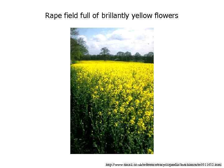 Rape field full of brillantly yellow flowers http: //www. tiscali. co. uk/reference/encyclopaedia/hutchinson/m 0011652. html