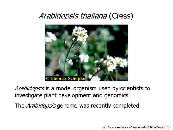 Arabidopsis thaliana (Cress) Arabidopsis is a model organism used by scientists to investigate plant