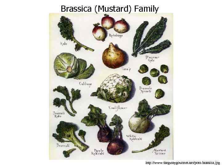 Brassica (Mustard) Family http: //www. thegutsygourmet. net/post-brassica. jpg 