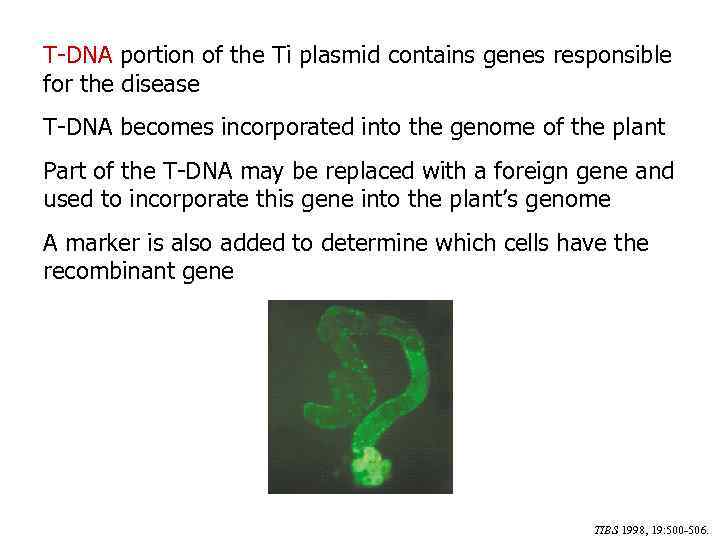 T-DNA portion of the Ti plasmid contains genes responsible for the disease T-DNA becomes