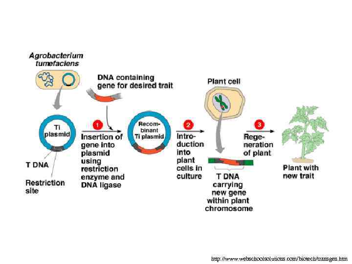 http: //www. webschoolsolutions. com/biotech/transgen. htm 