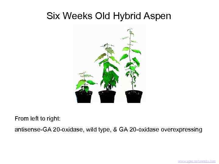 Six Weeks Old Hybrid Aspen From left to right: antisense-GA 20 -oxidase, wild type,