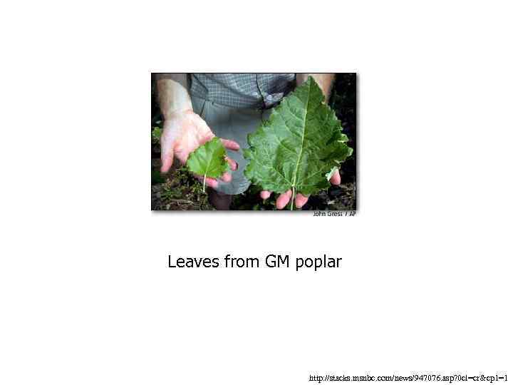 Leaves from GM poplar http: //stacks. msnbc. com/news/947076. asp? 0 cl=cr&cp 1=1 