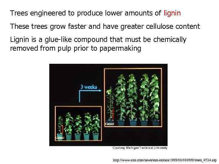 Trees engineered to produce lower amounts of lignin These trees grow faster and have