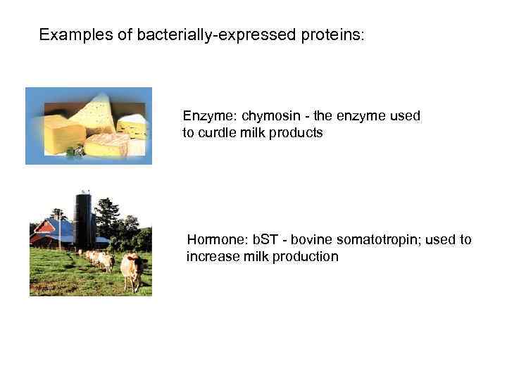 Examples of bacterially-expressed proteins: Enzyme: chymosin - the enzyme used to curdle milk products