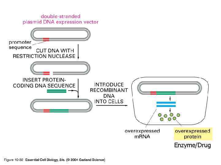 Enzyme/Drug 