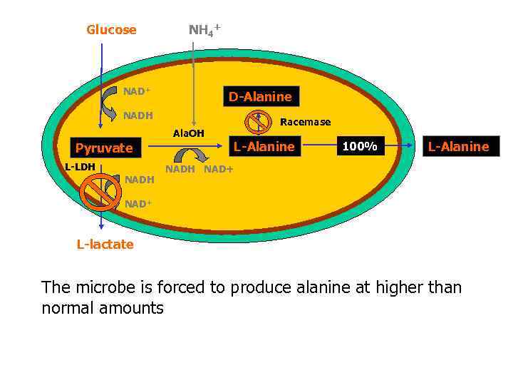 Glucose NH 4+ NAD+ D-Alanine NADH Ala. OH Pyruvate L-LDH NADH Racemase L-Alanine 100%