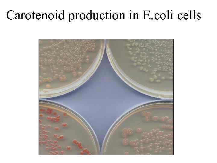 Carotenoid production in E. coli cells 