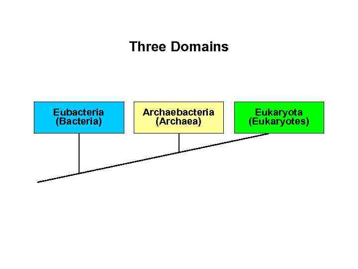 Three Domains Eubacteria (Bacteria) Archaebacteria (Archaea) Eukaryota (Eukaryotes) 