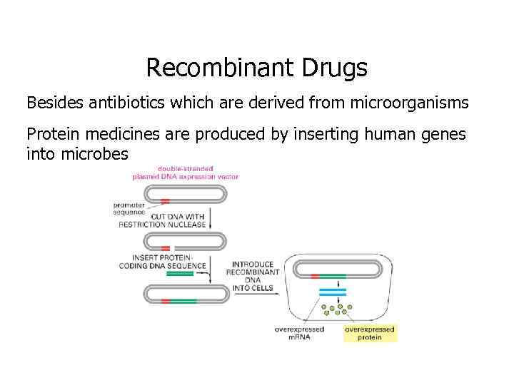 Recombinant Drugs Besides antibiotics which are derived from microorganisms Protein medicines are produced by