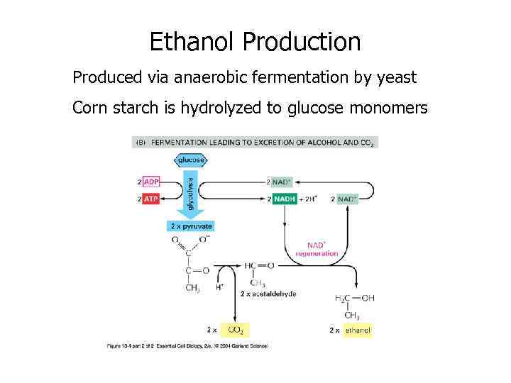 Ethanol Production Produced via anaerobic fermentation by yeast Corn starch is hydrolyzed to glucose