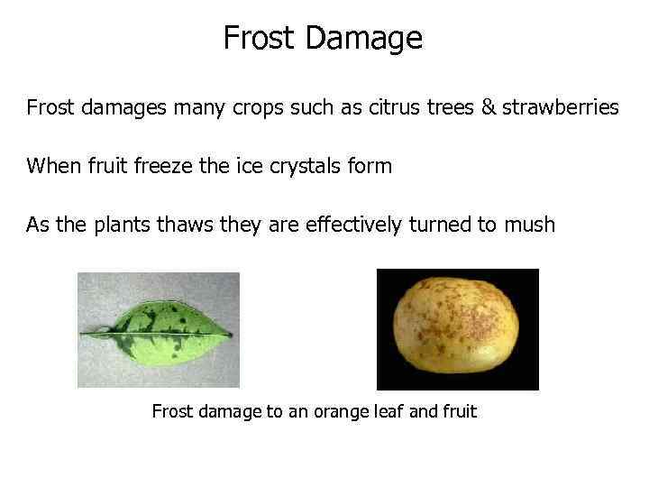 Frost Damage Frost damages many crops such as citrus trees & strawberries When fruit