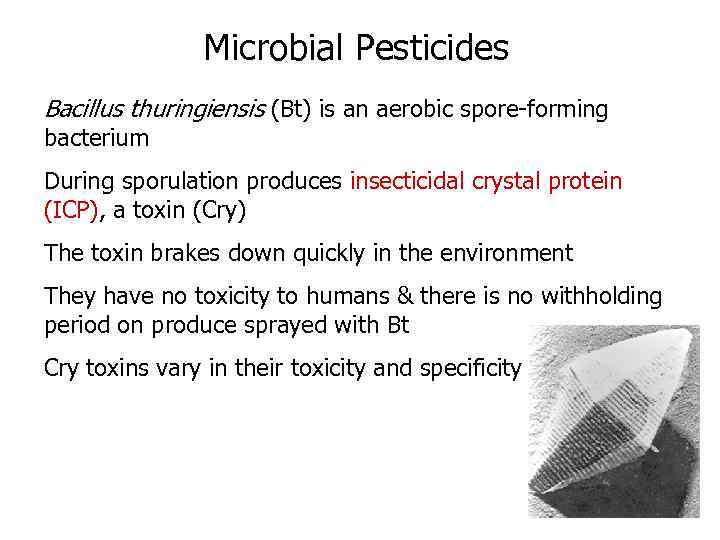 Microbial Pesticides Bacillus thuringiensis (Bt) is an aerobic spore-forming bacterium During sporulation produces insecticidal