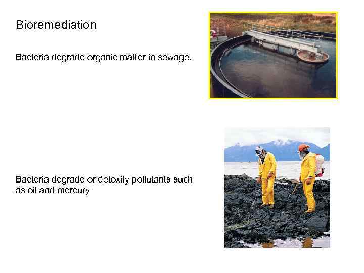 Bioremediation Bacteria degrade organic matter in sewage. Bacteria degrade or detoxify pollutants such as