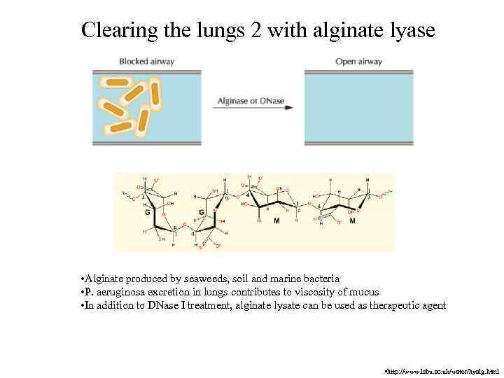 Clearing the lungs 2 with alginate lyase • Alginate produced by seaweeds, soil and