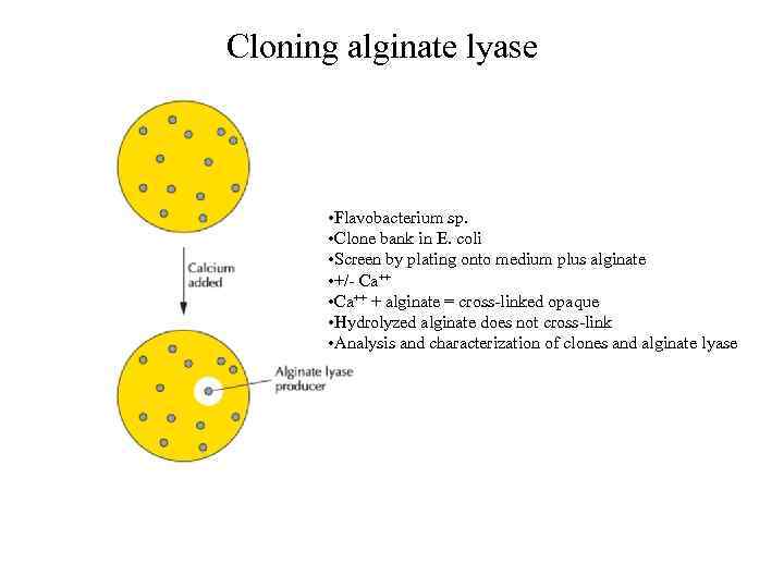Cloning alginate lyase • Flavobacterium sp. • Clone bank in E. coli • Screen