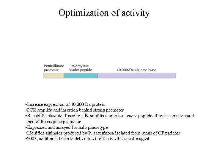 Optimization of activity • Increase expression of 40, 000 Da protein • PCR amplify